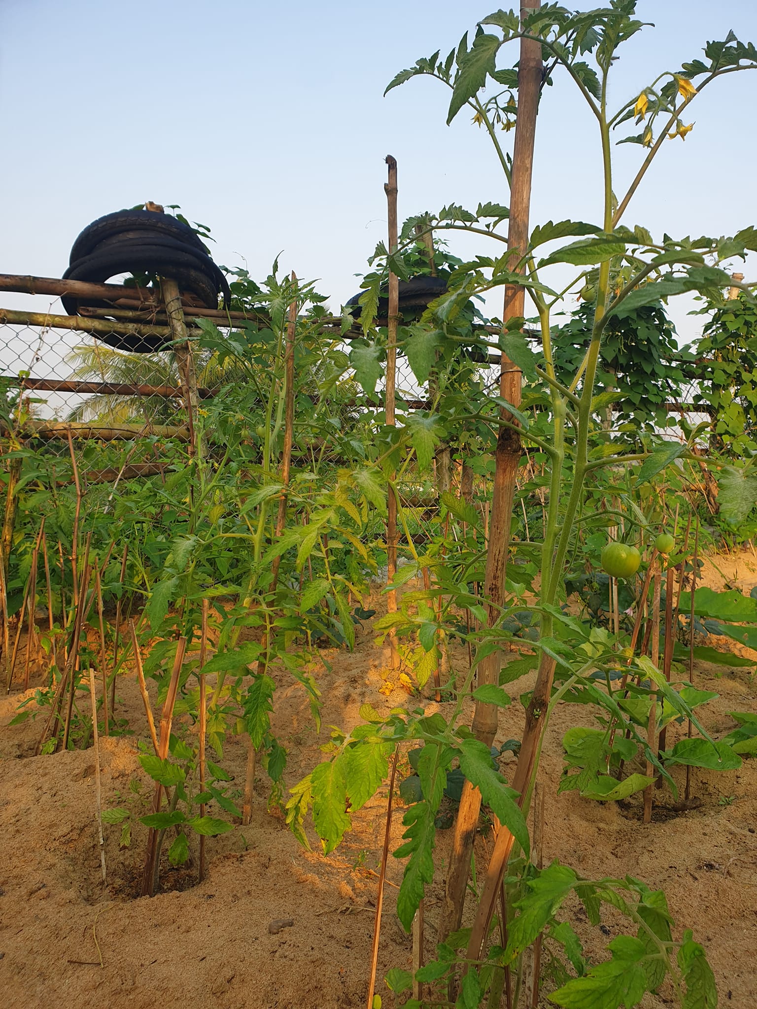 Thanh tịnh giữa xô bồ